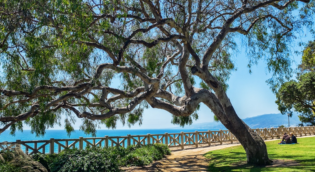 Tree Palisades Park | Santa Monica