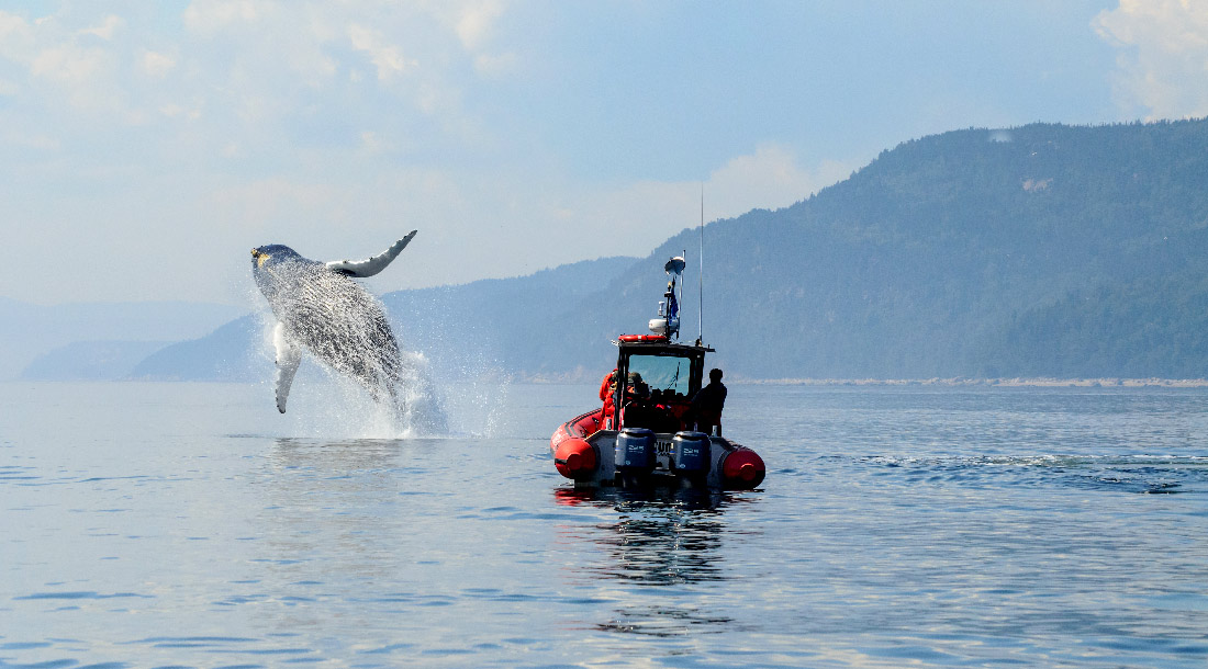 Observation des baleines 
