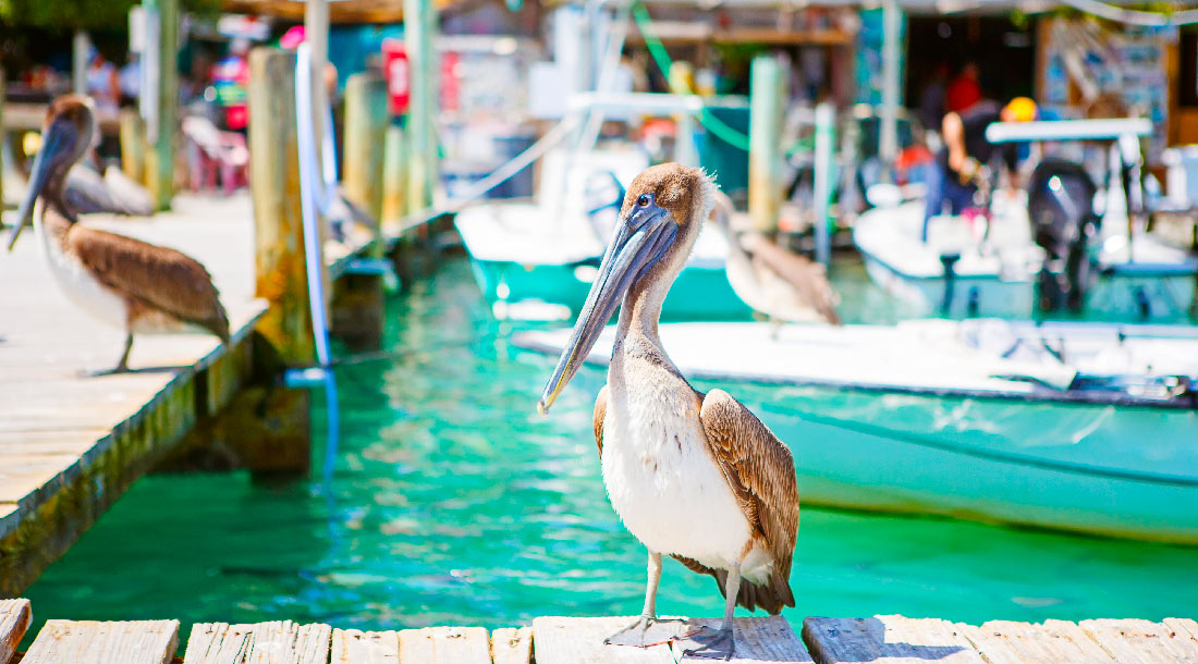 Port of Islamorada | Florida Keys