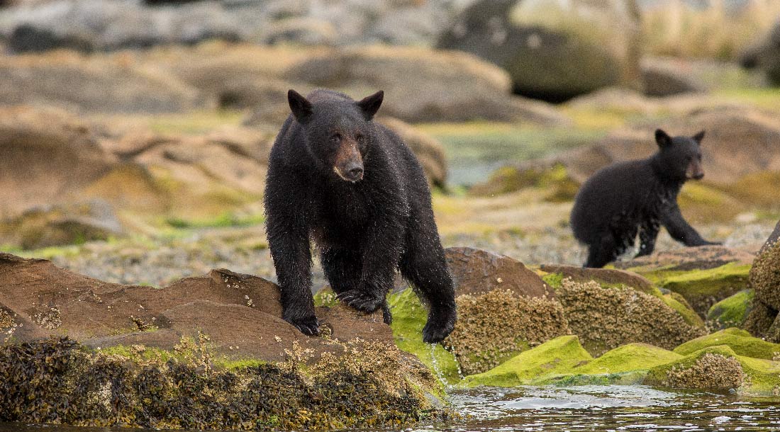 Observation des ours | Vancouver 